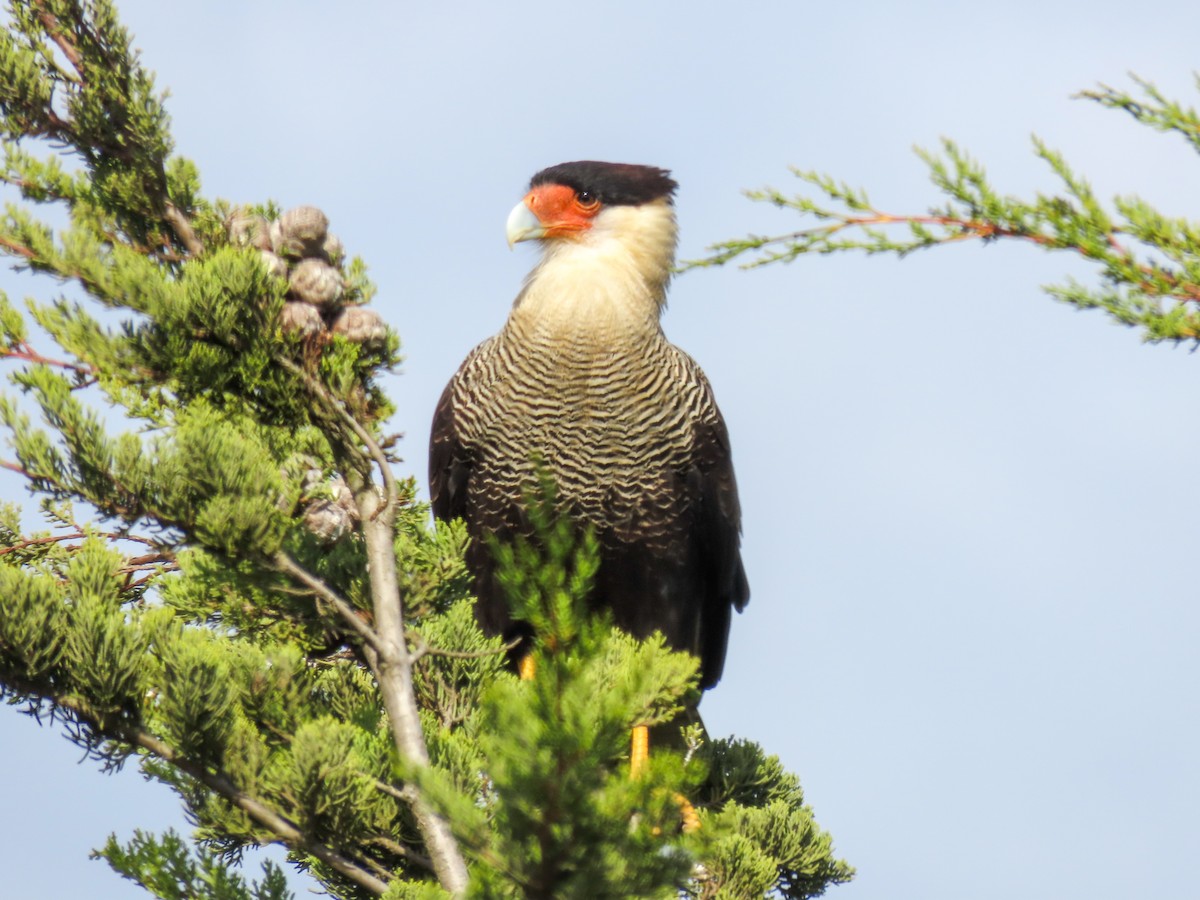 Caracara huppé - ML617468302