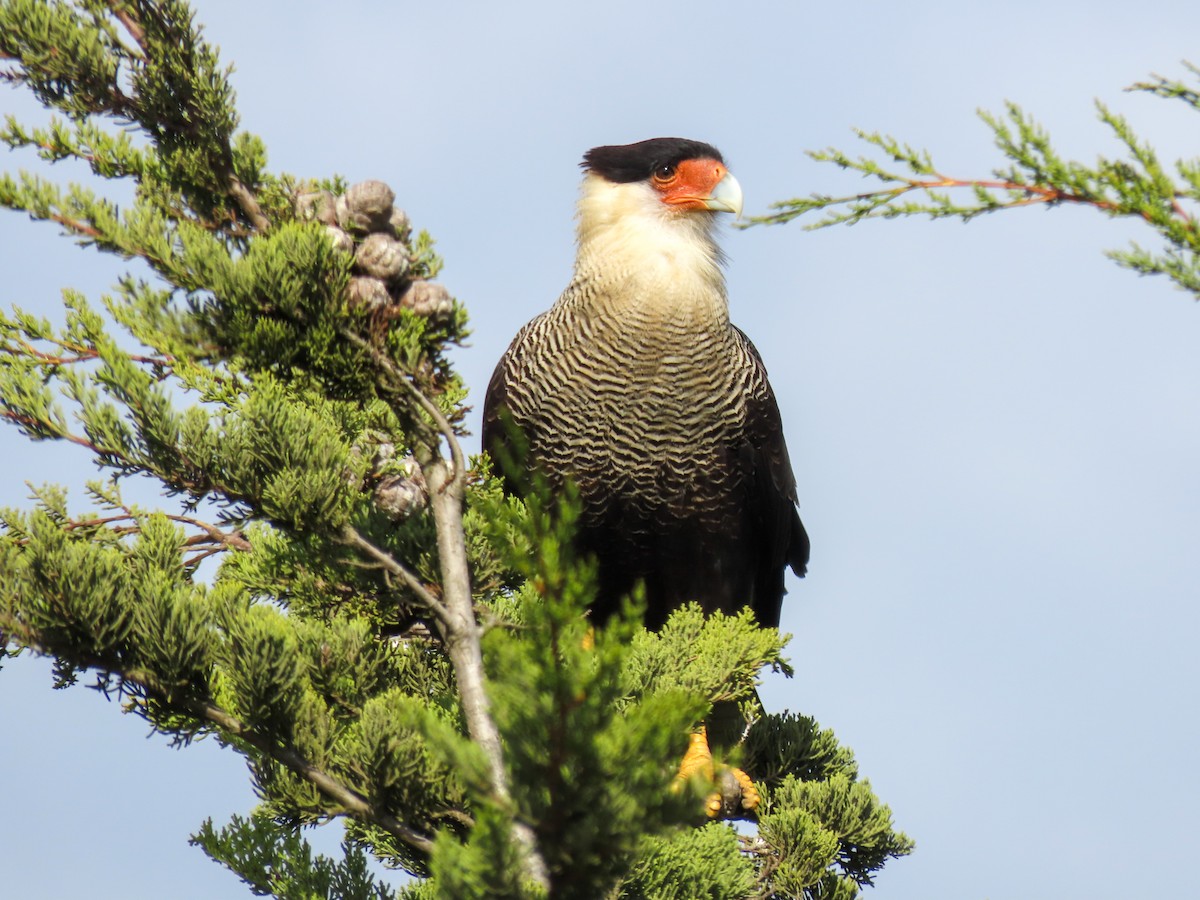 Caracara huppé - ML617468303