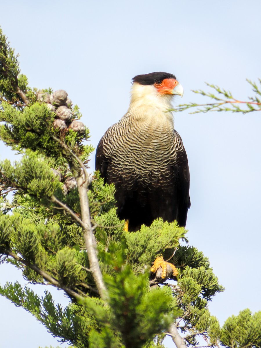 Caracara huppé - ML617468304