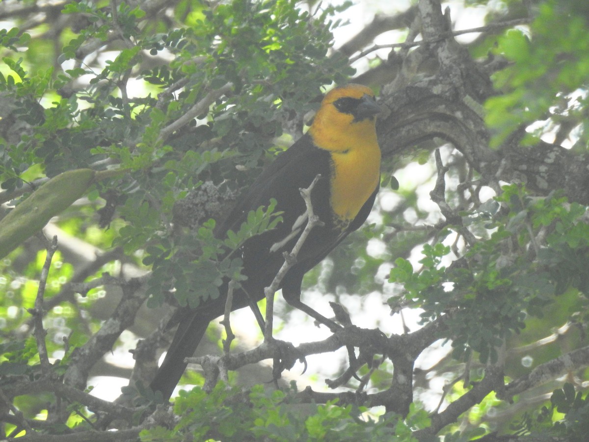 Yellow-headed Blackbird - Navin Sasikumar