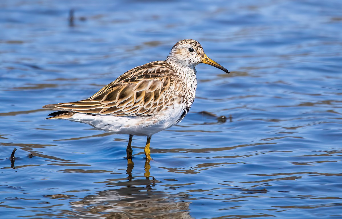 Pectoral Sandpiper - ML617468388