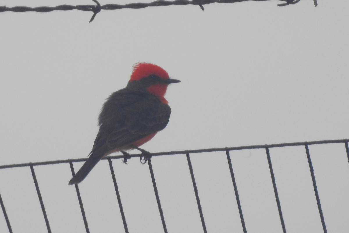 Vermilion Flycatcher - ML617468396