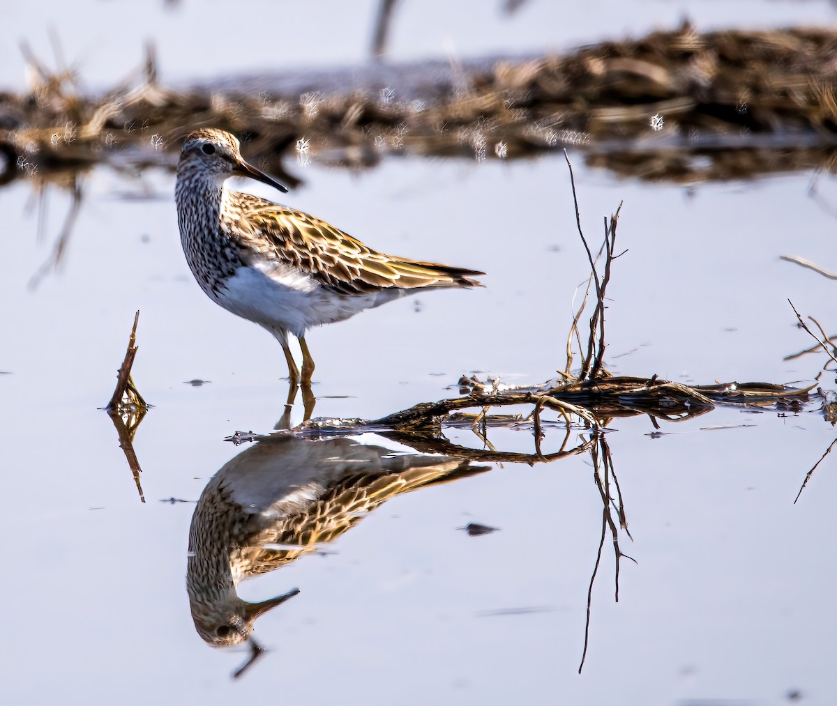 Pectoral Sandpiper - ML617468410