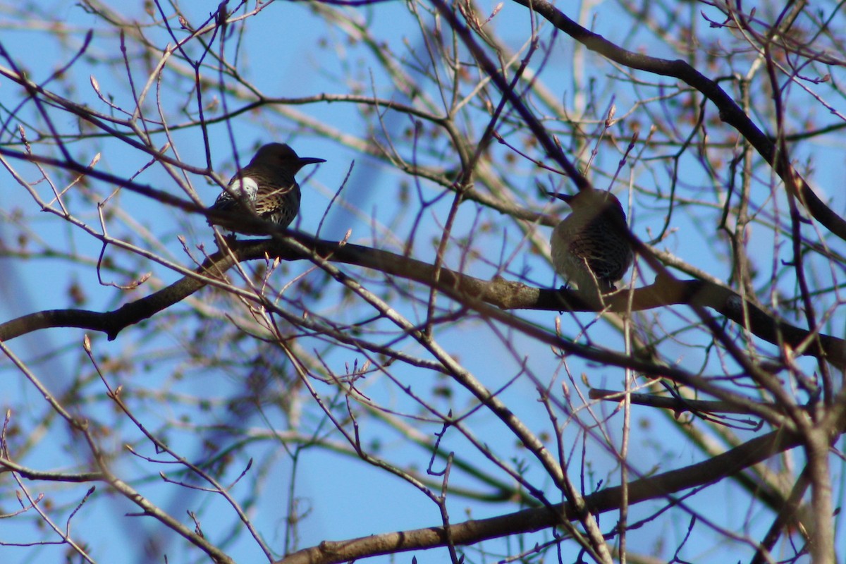 Northern Flicker - ML617468414