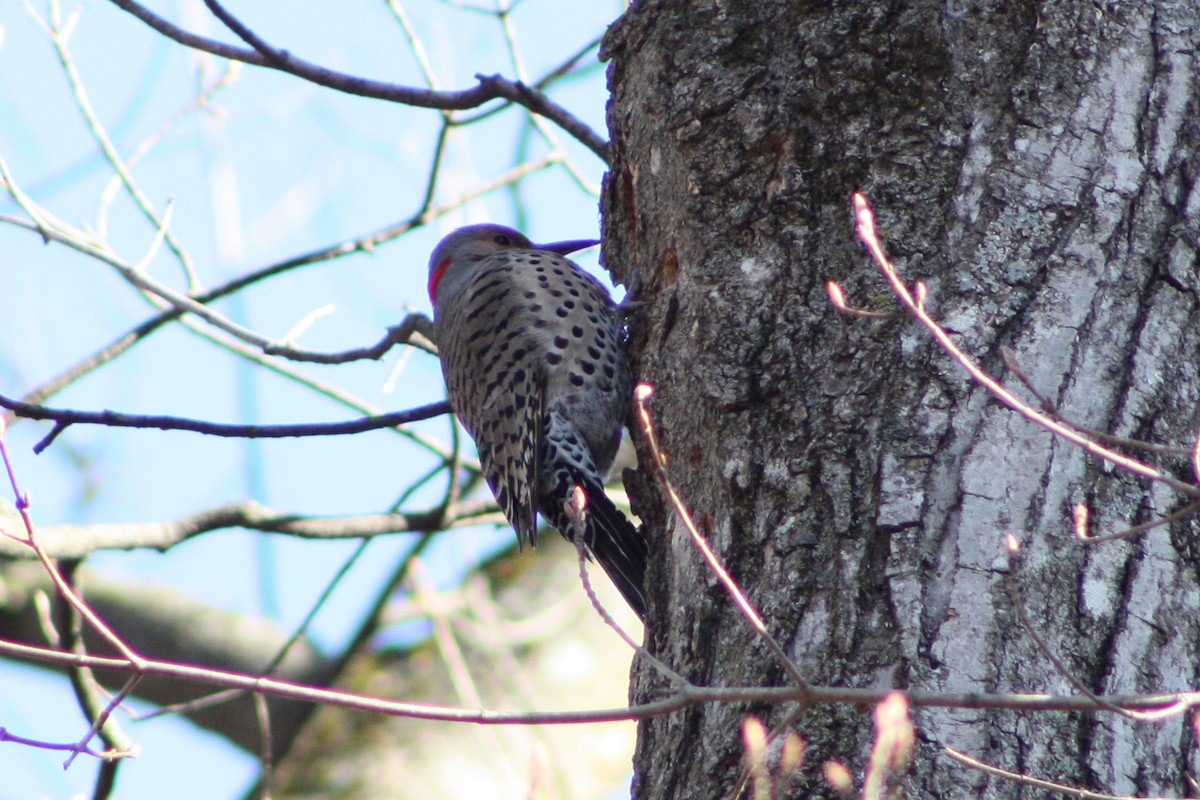 Northern Flicker - ML617468415