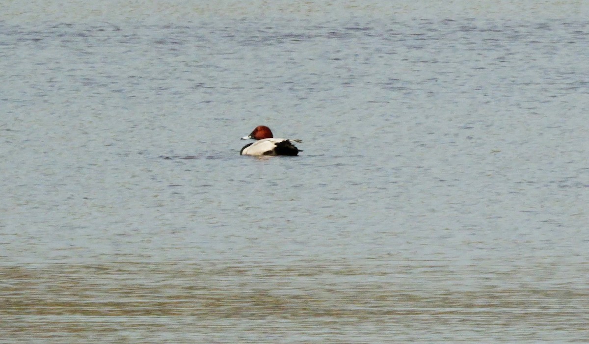 Common Pochard - Josep del Hoyo