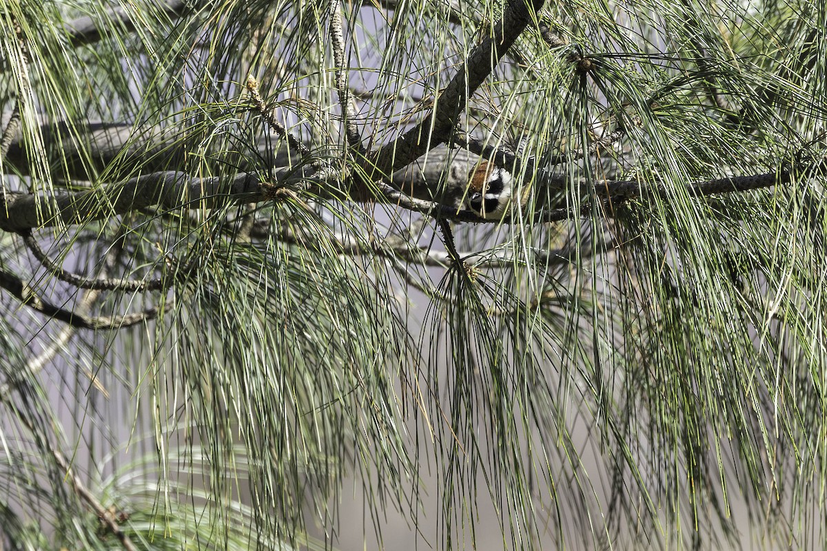 Black-throated Tit - ML617468424