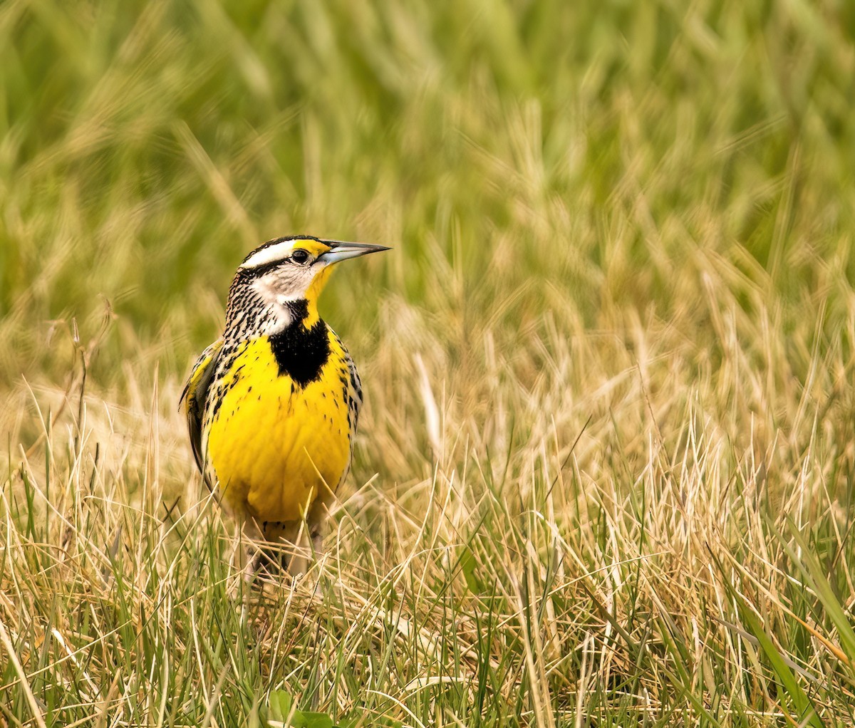 Eastern Meadowlark - ML617468428