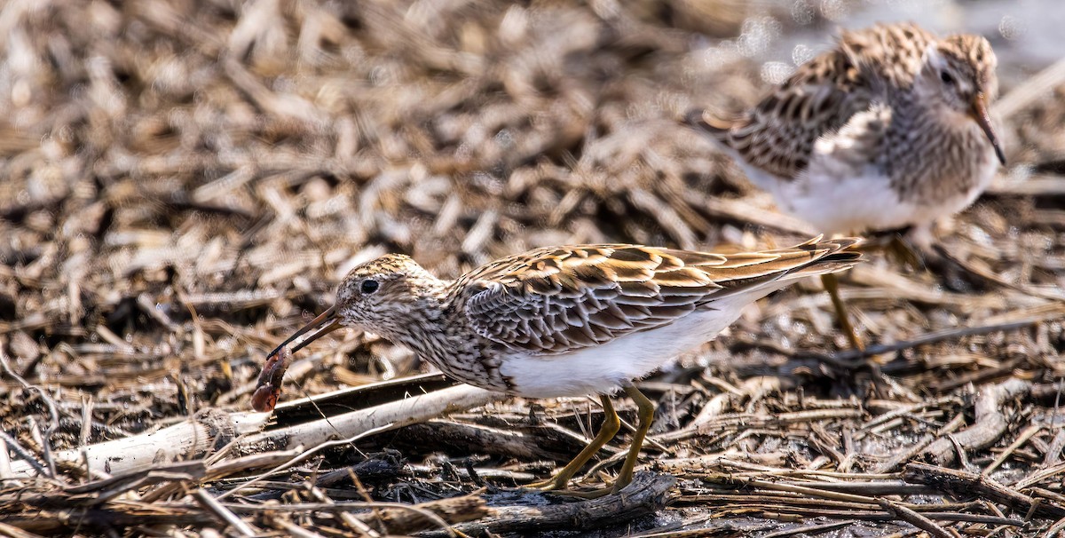 Pectoral Sandpiper - ML617468441