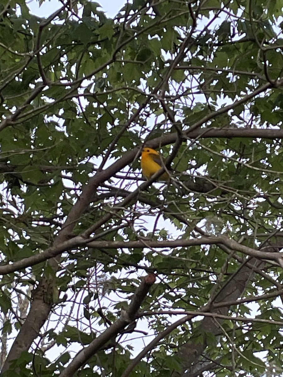 Prothonotary Warbler - ML617468476