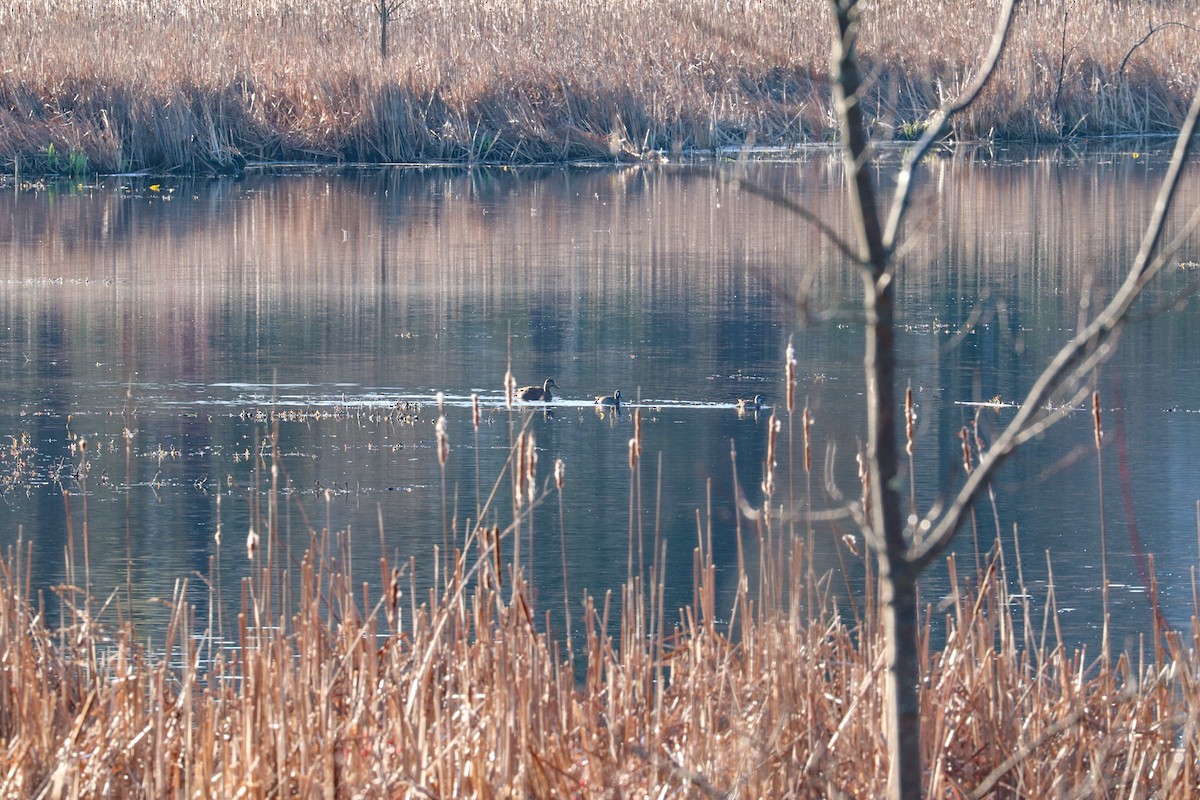 Blue-winged Teal - ML617468527