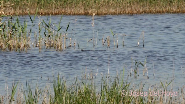 Common Pochard - ML617468547