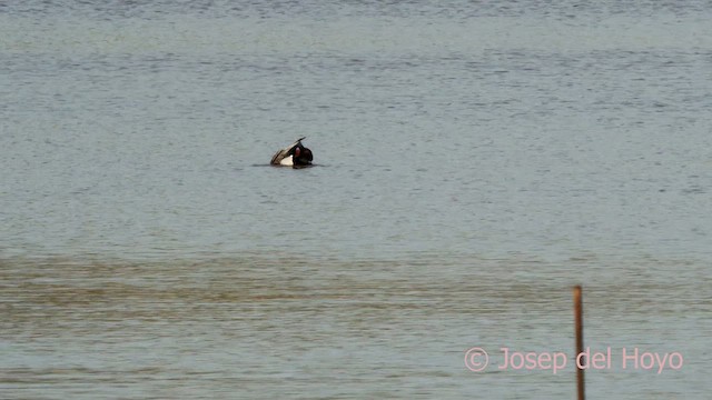 Common Pochard - ML617468552