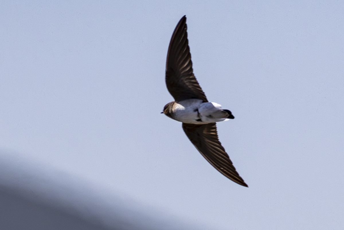 Northern Rough-winged Swallow - ML617468562