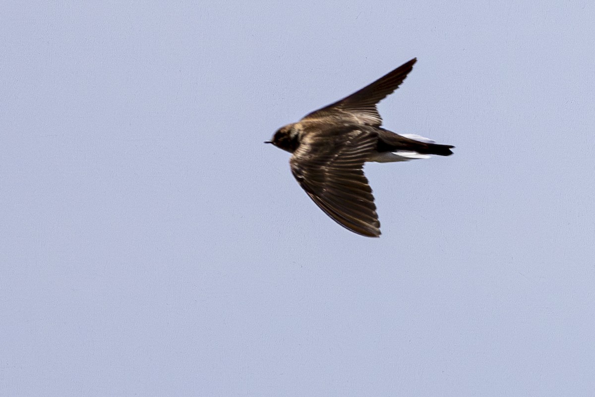 Northern Rough-winged Swallow - ML617468563