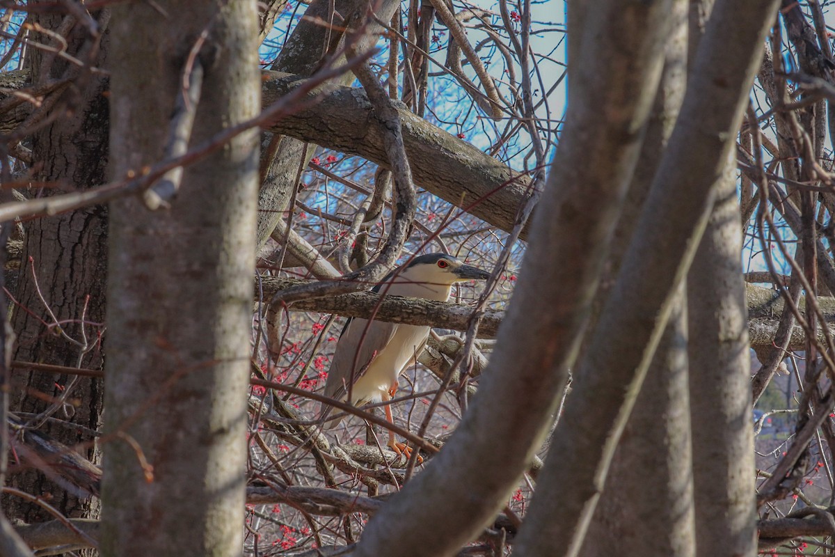 Black-crowned Night Heron - MELISSA  SOVAY