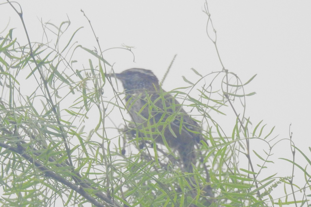 Cactus Wren - ML617468588