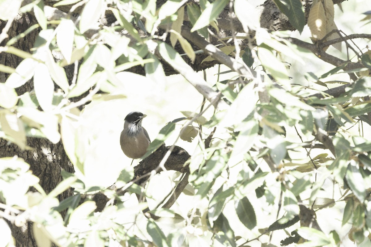 Black-headed Jay - ML617468618