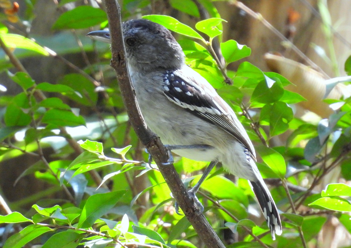 Planalto Slaty-Antshrike - ML617468621