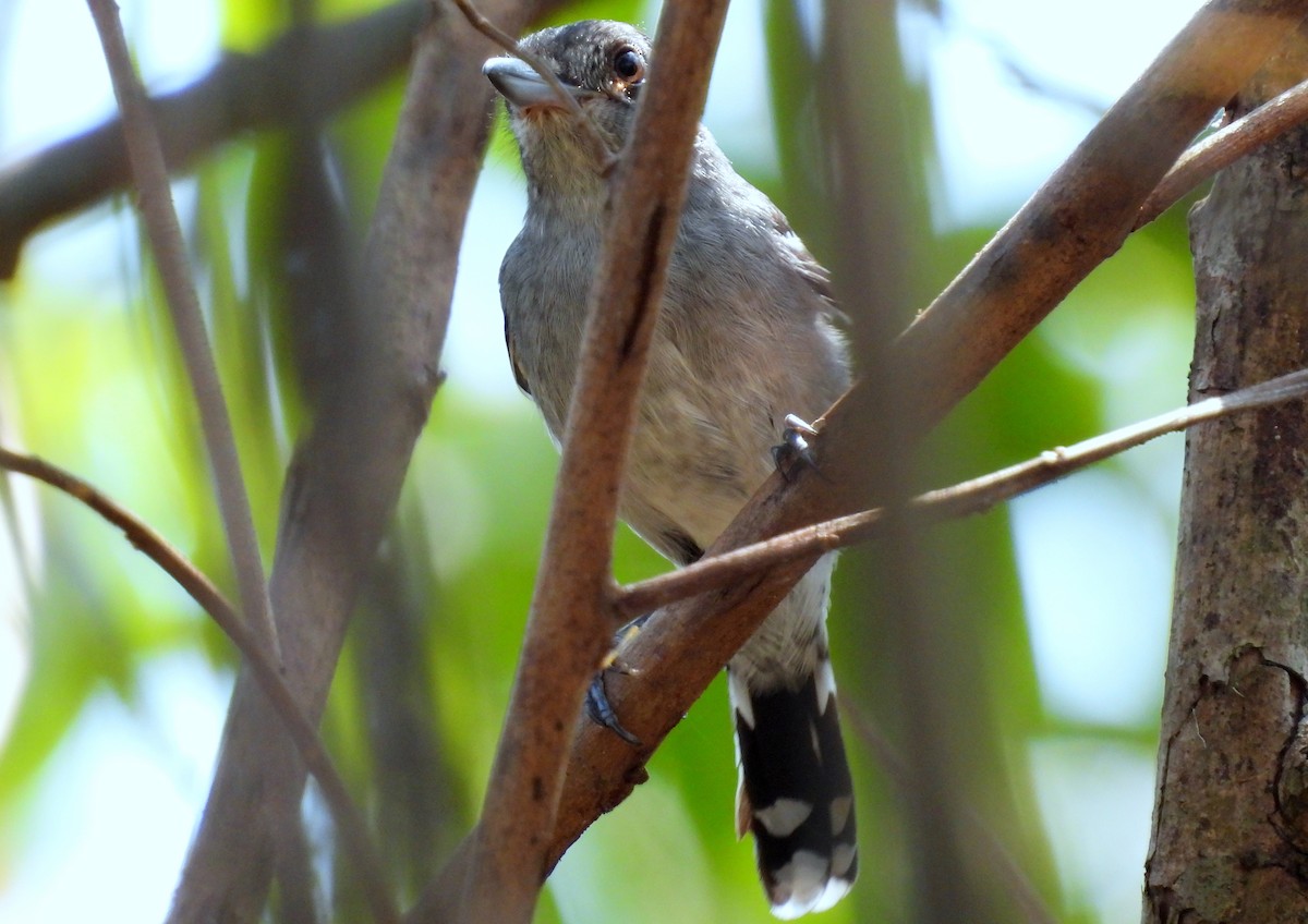 Planalto Slaty-Antshrike - ML617468622