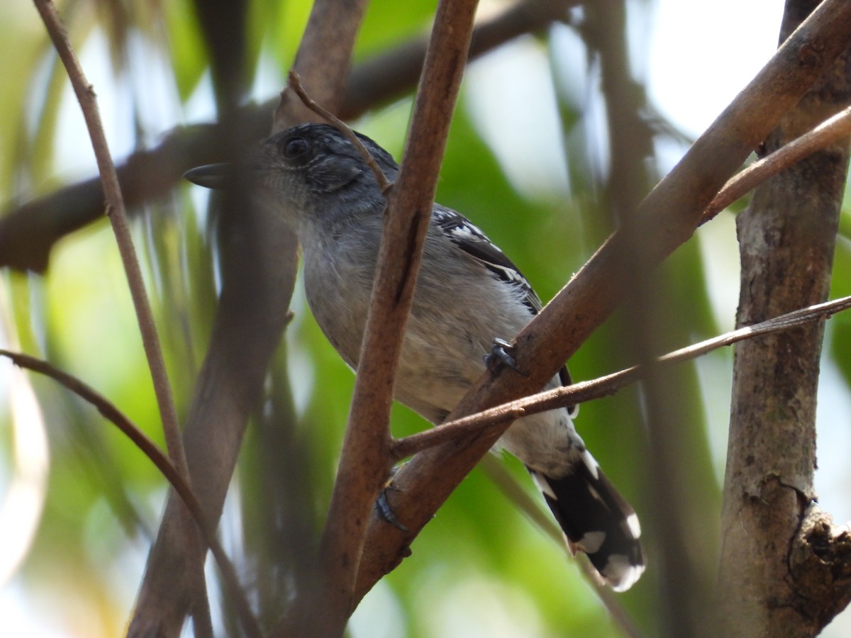 Planalto Slaty-Antshrike - Julio Cesar Filipino