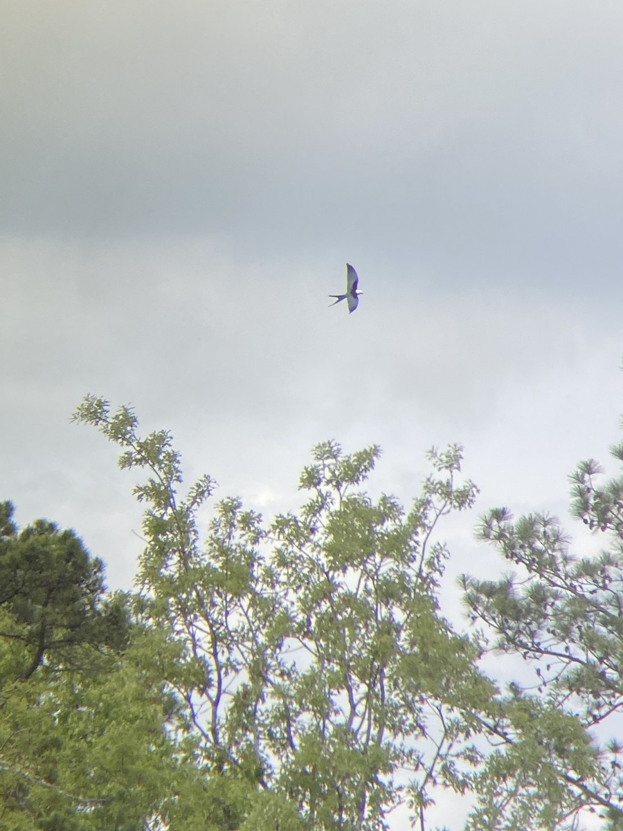 Swallow-tailed Kite - ML617468653