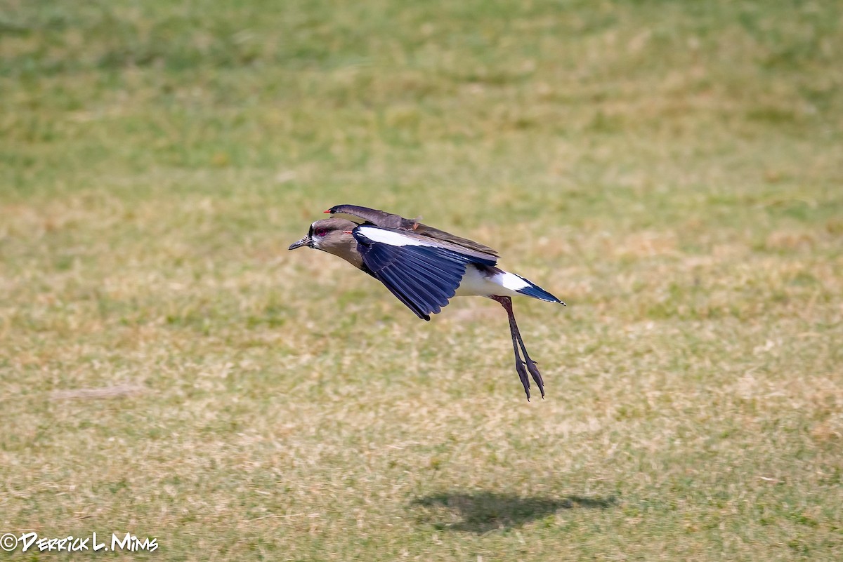 Southern Lapwing - ML617468667
