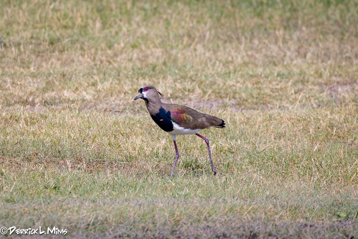 Southern Lapwing - ML617468668