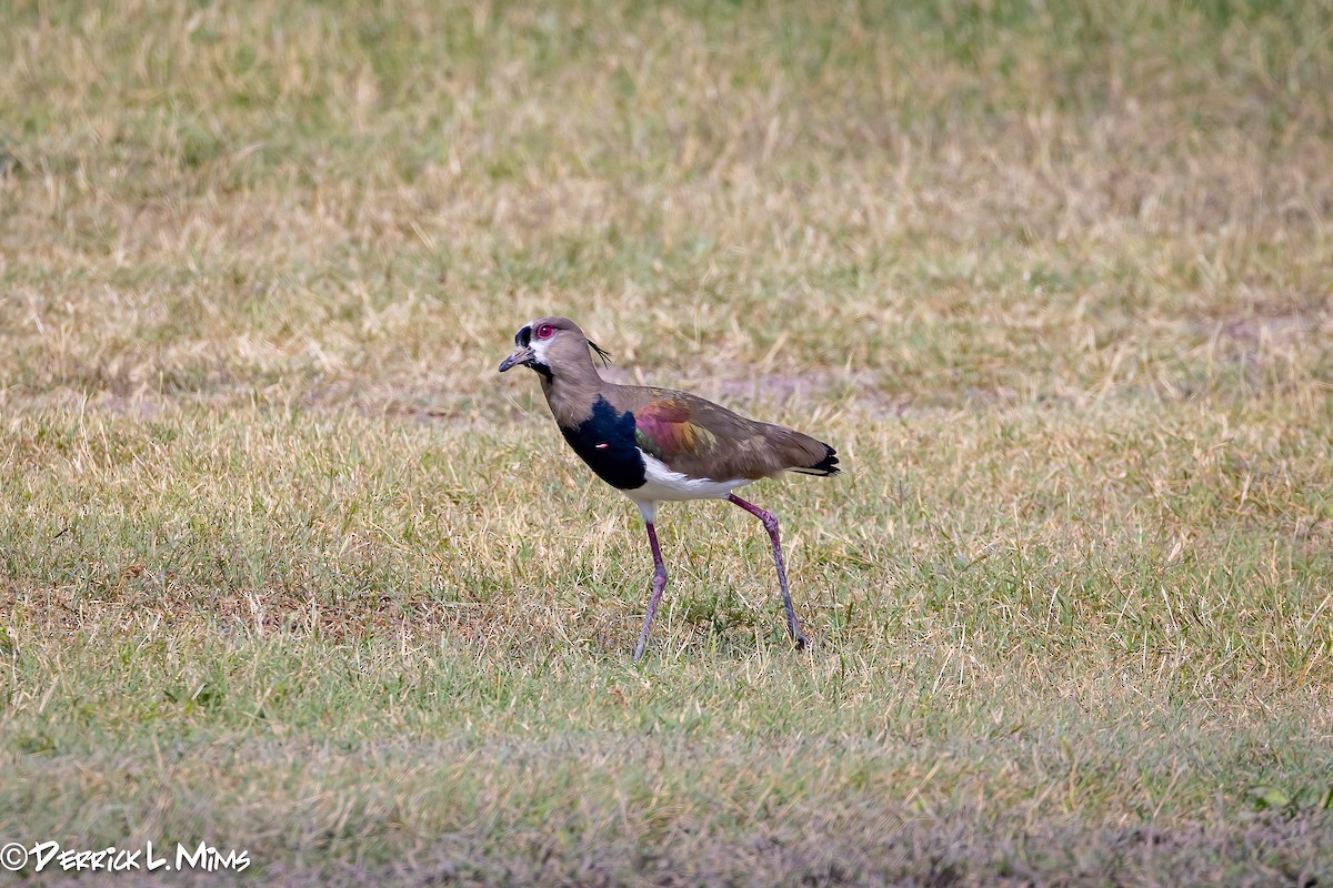 Southern Lapwing - Derrick Mims