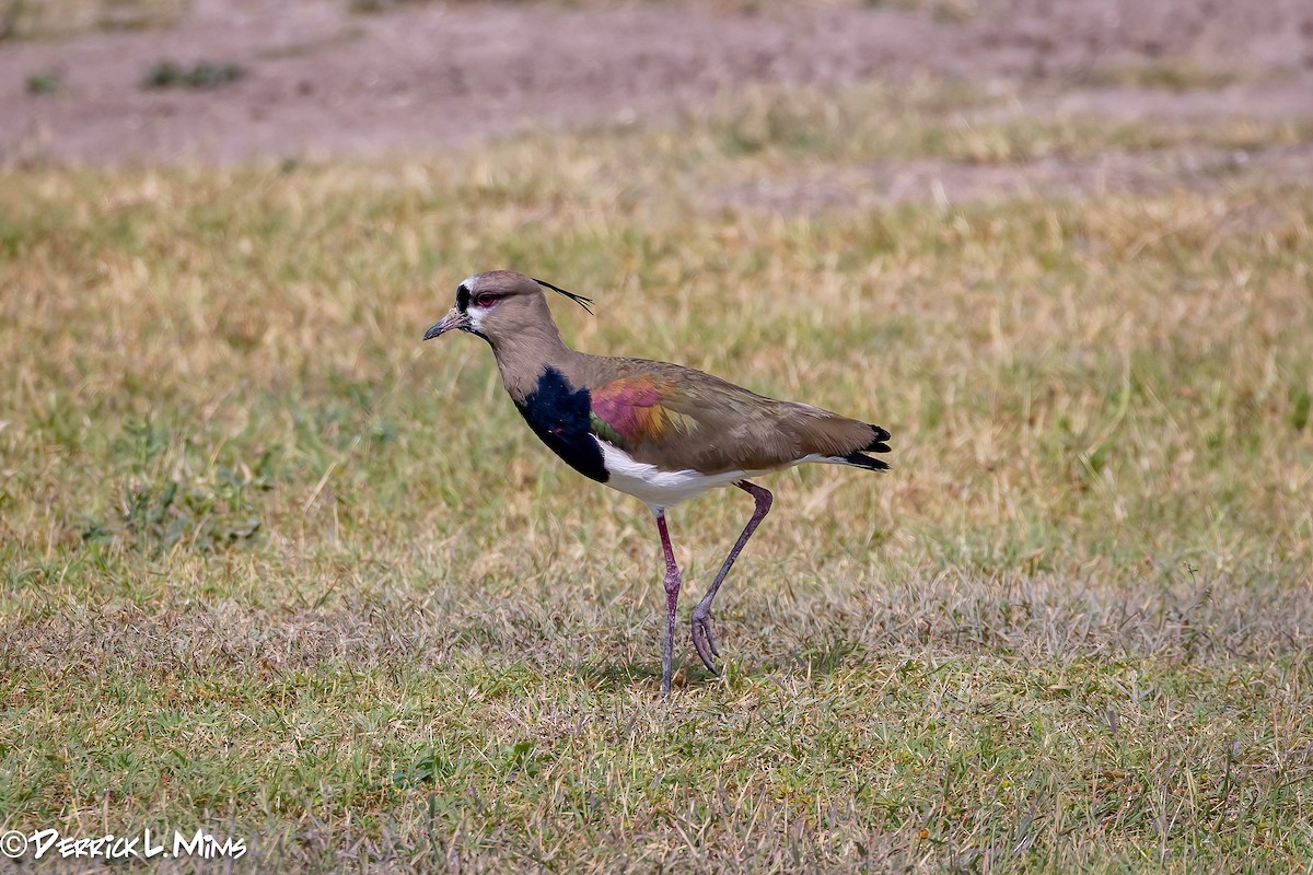 Southern Lapwing - ML617468670