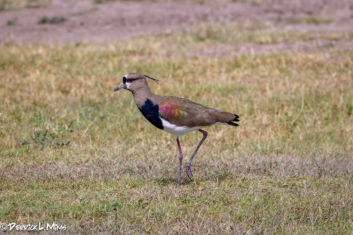 Southern Lapwing - Derrick Mims