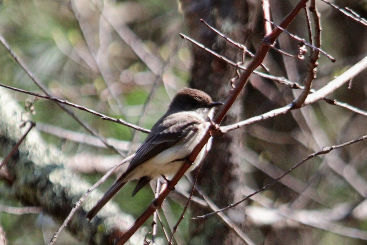 Eastern Phoebe - ML617468679