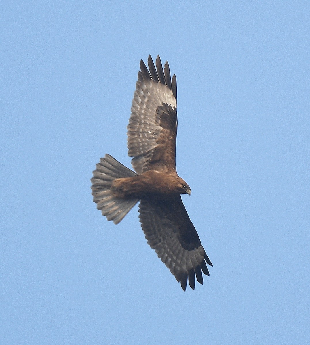 Himalayan Buzzard - ML617468699