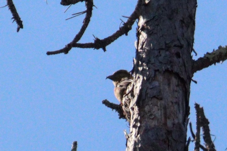 Red Crossbill (Northeastern or type 12) - ML617468716