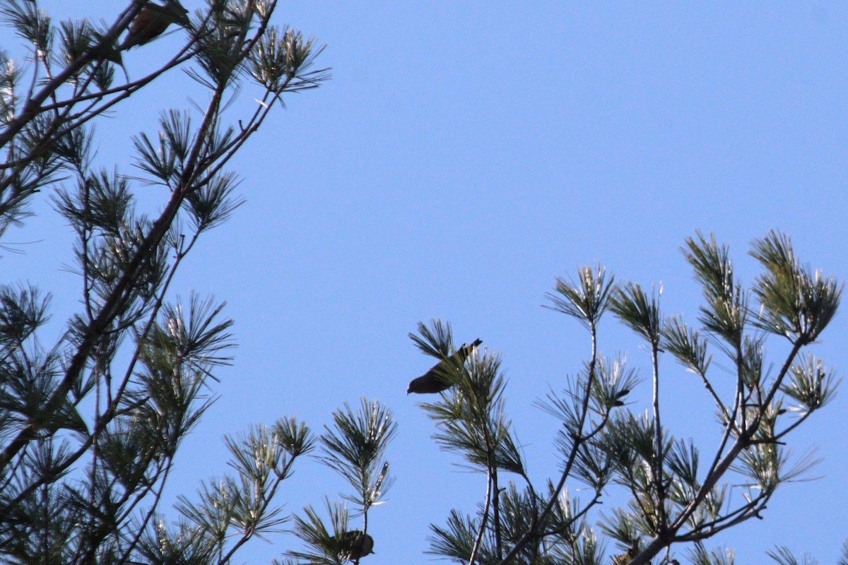 Red Crossbill (Northeastern or type 12) - ML617468719