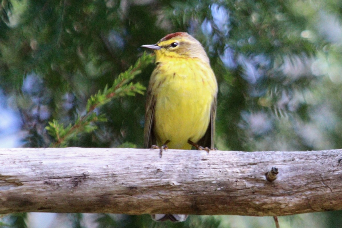 Palm Warbler (Yellow) - ML617468737