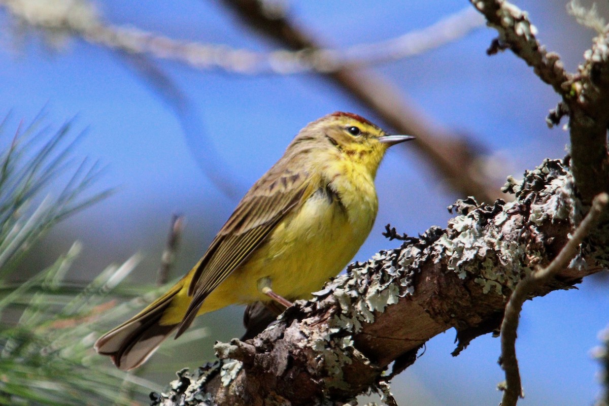 Palm Warbler (Yellow) - ML617468738