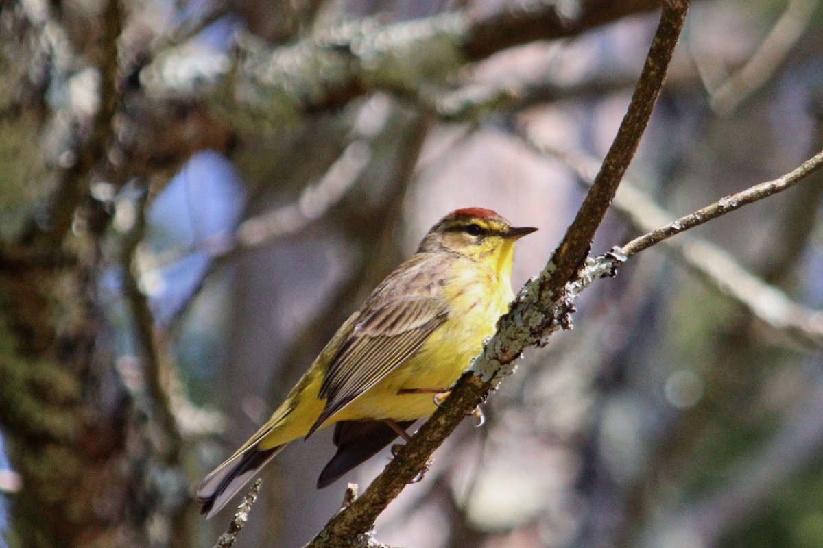 Palm Warbler (Yellow) - ML617468739