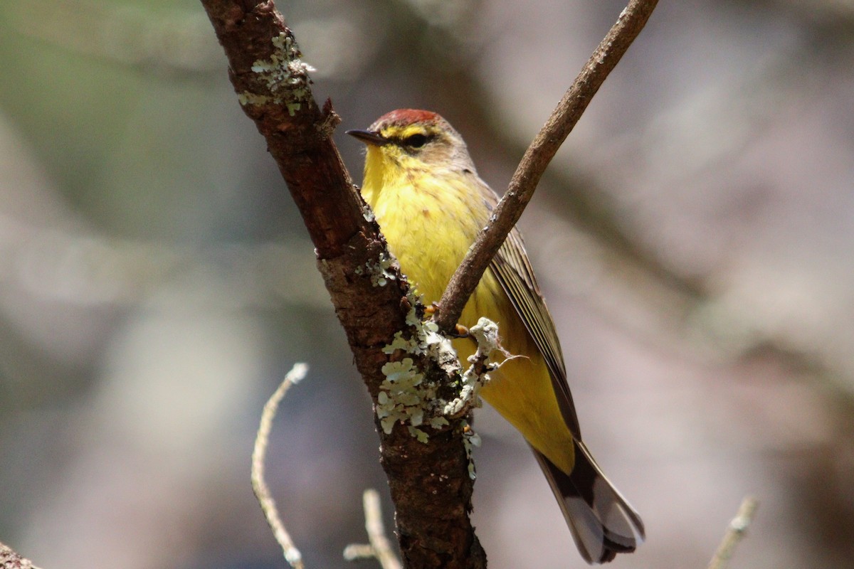 Palm Warbler (Yellow) - ML617468740