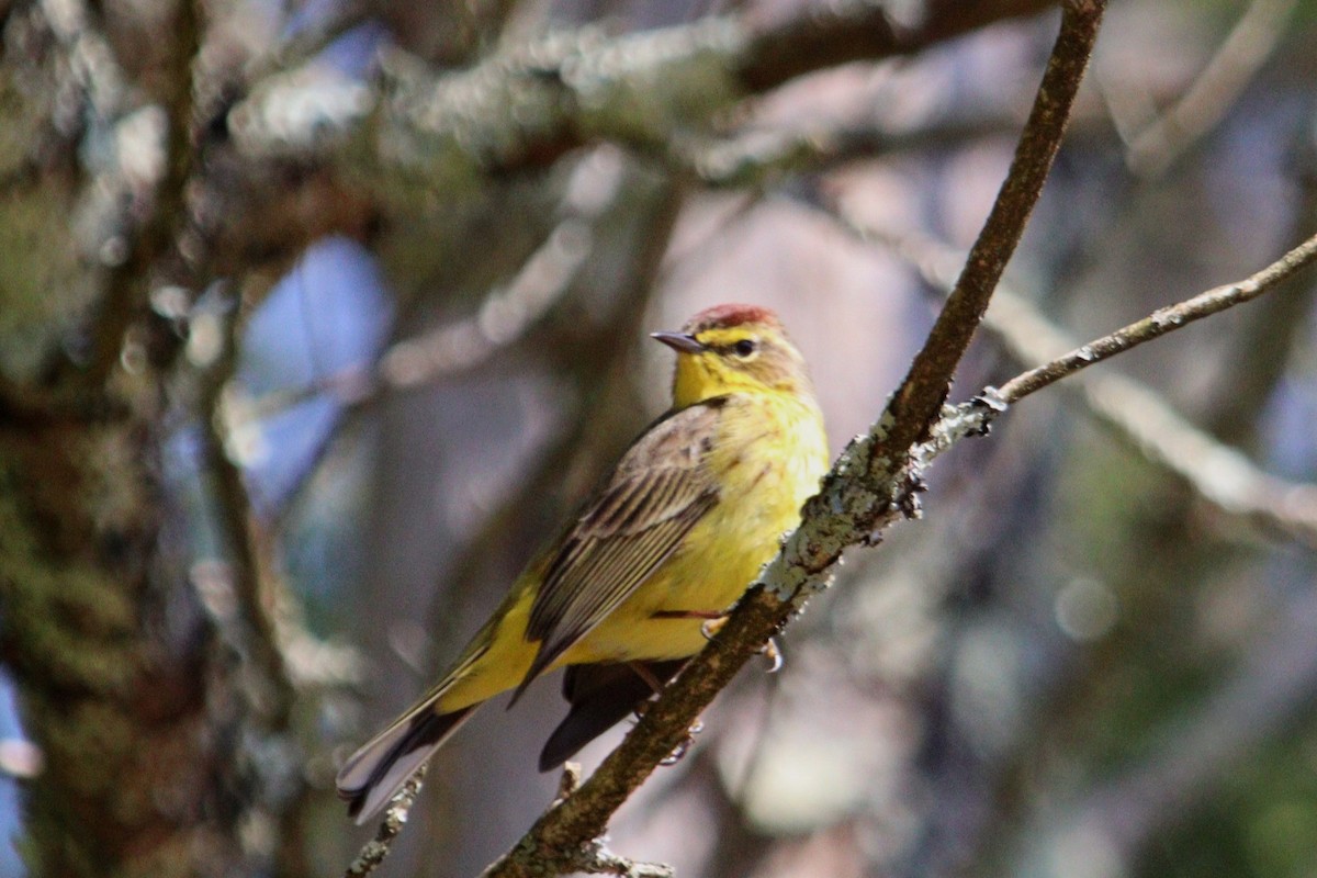 Palm Warbler (Yellow) - ML617468741
