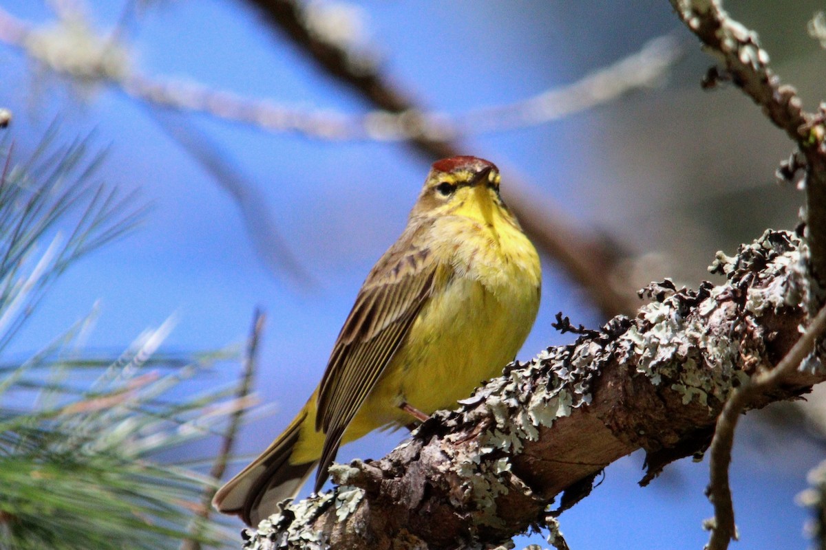 Palm Warbler (Yellow) - ML617468742