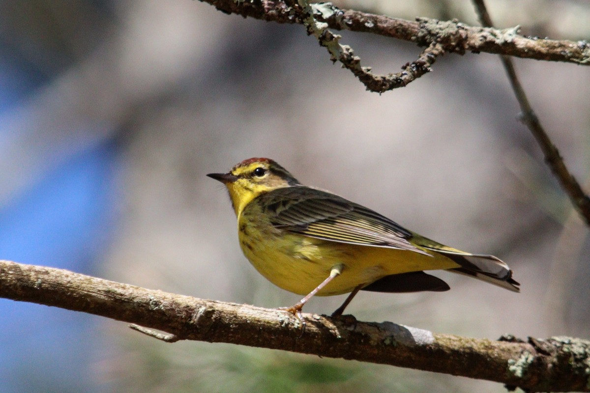 Palm Warbler (Yellow) - ML617468744