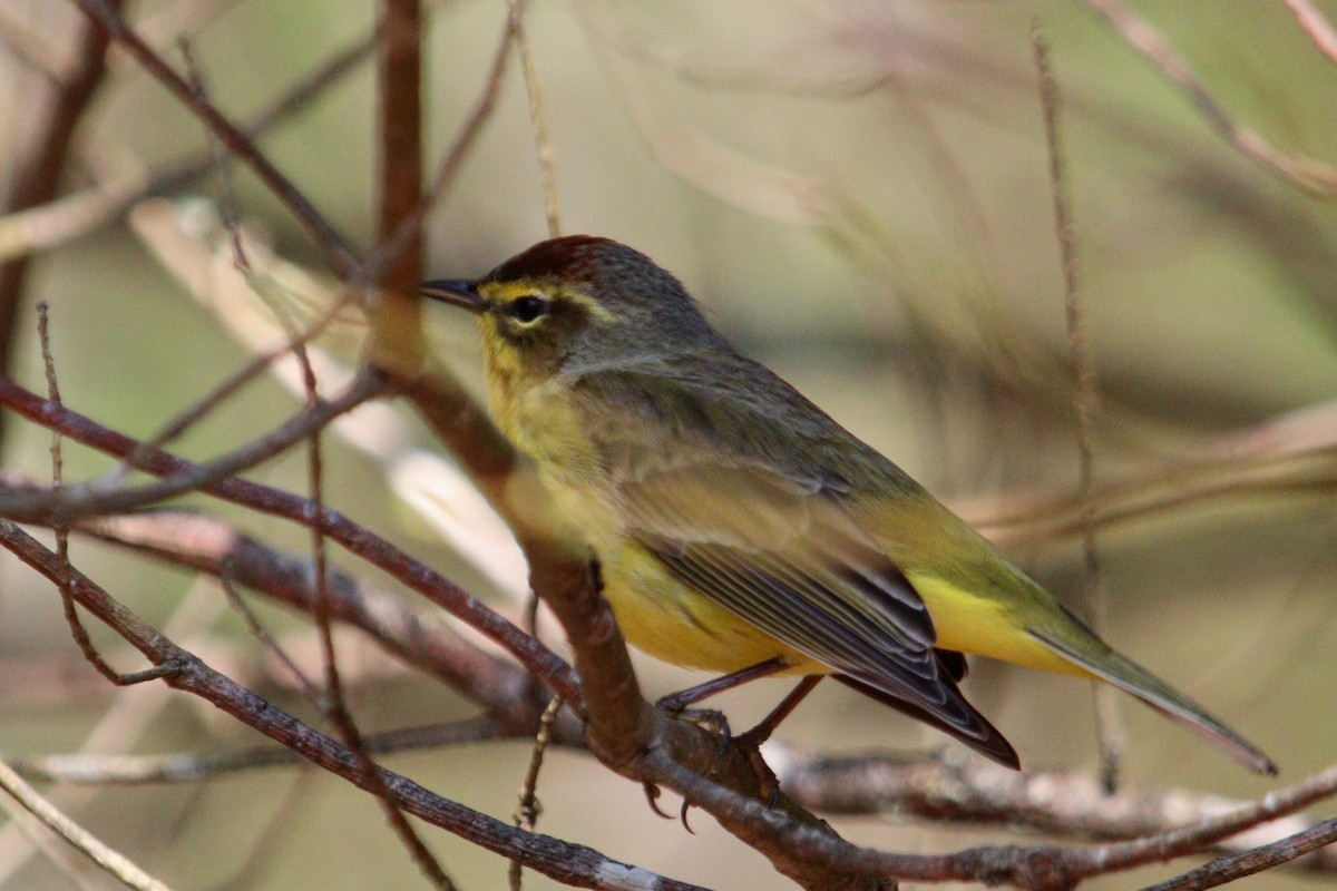 Palm Warbler (Yellow) - ML617468746