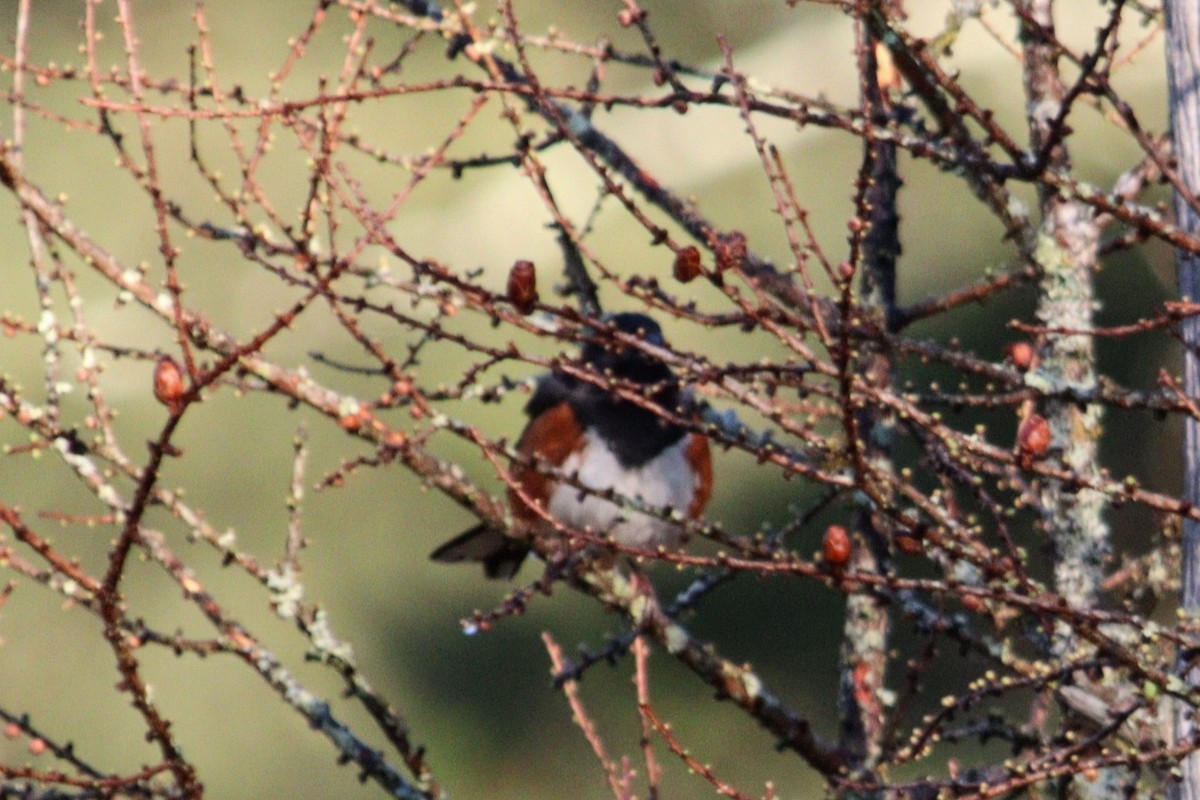 Eastern Towhee (Red-eyed) - ML617468761