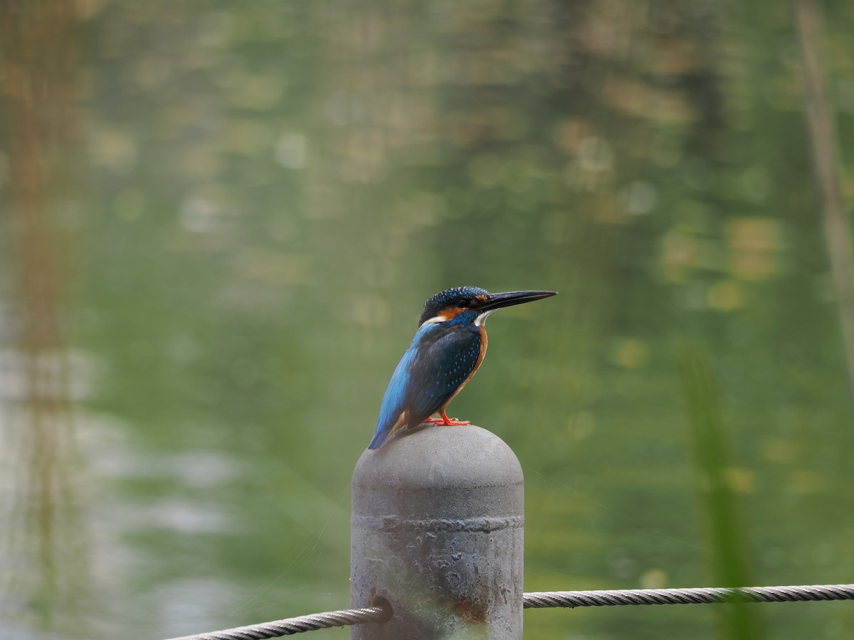 Martin-pêcheur d'Europe - ML617468788