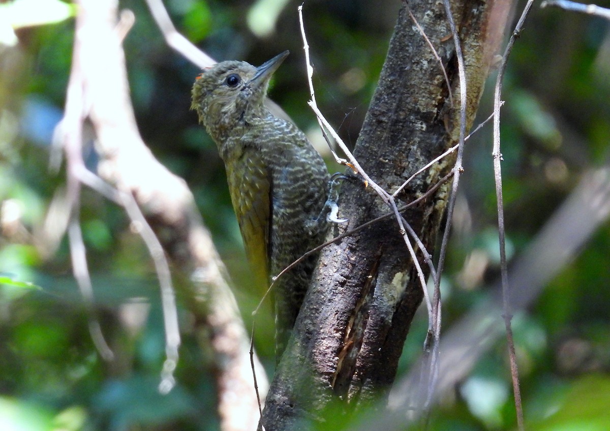 Little Woodpecker - Julio Cesar Filipino