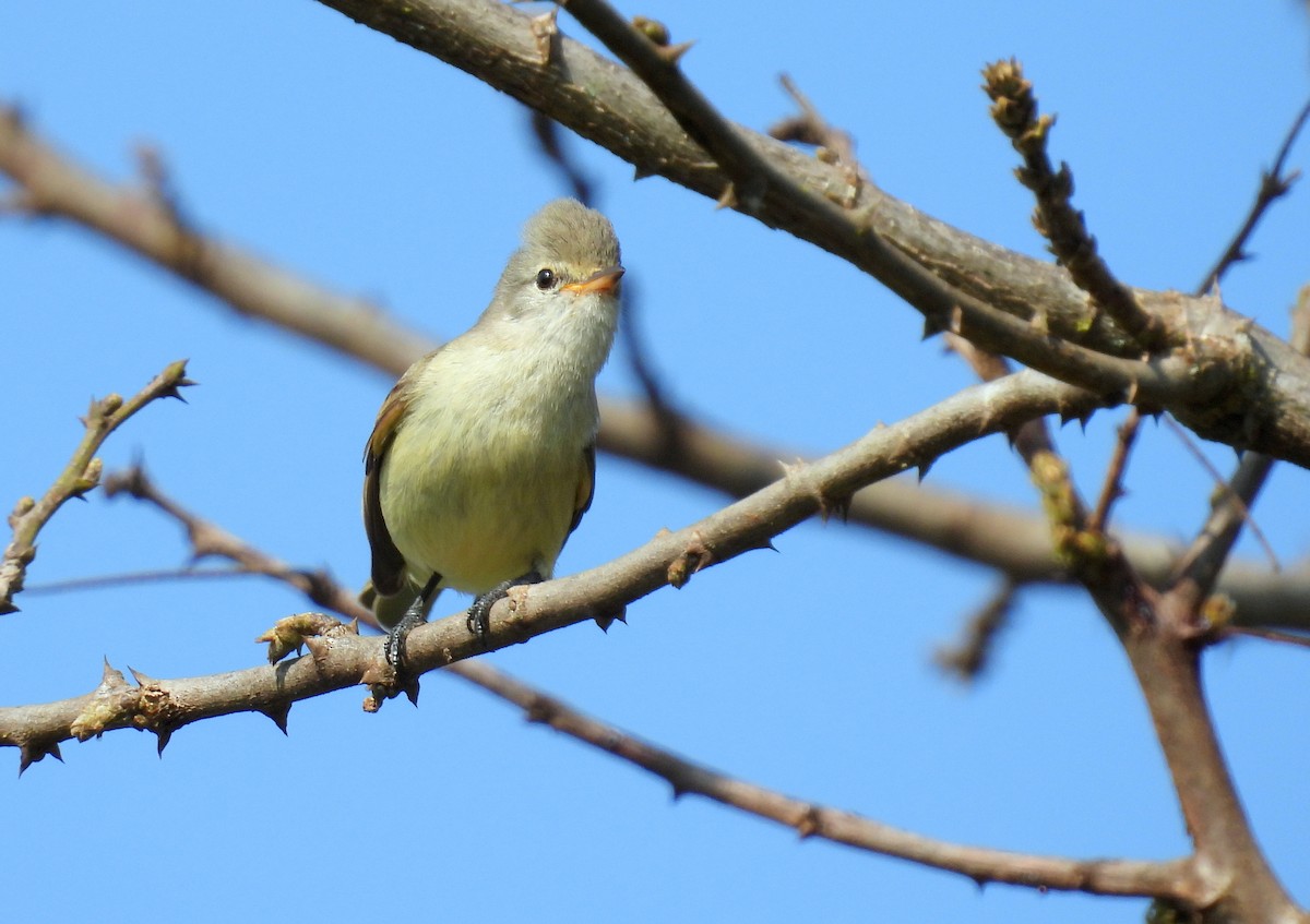 Southern Beardless-Tyrannulet - ML617468821