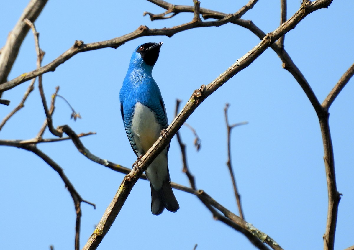 Swallow Tanager - Julio Cesar Filipino