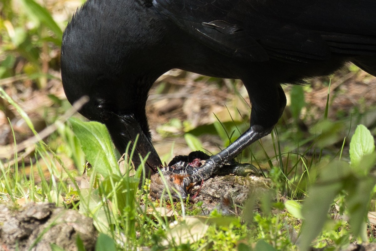 Carrion Crow - Anonymous