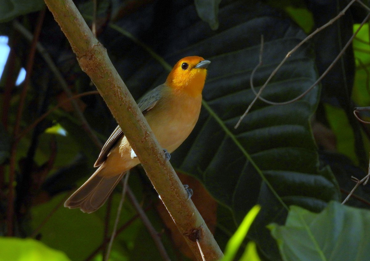 Orange-headed Tanager - ML617468863